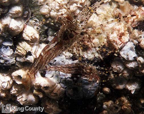 Photo of Shrimp - Pandalus danae