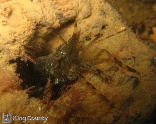 Photo of Shrimp - Pandalus danae