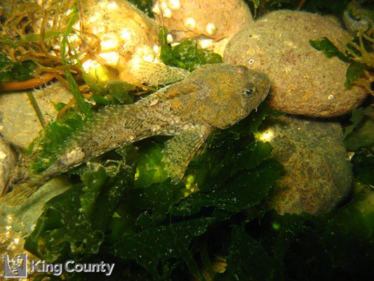 Photo of Artedius lateralis