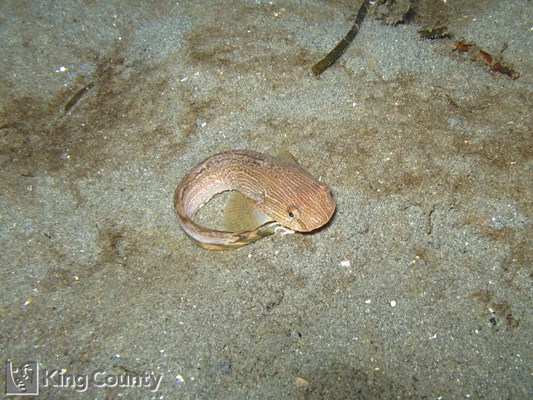 Photo of Liparis pulchellus