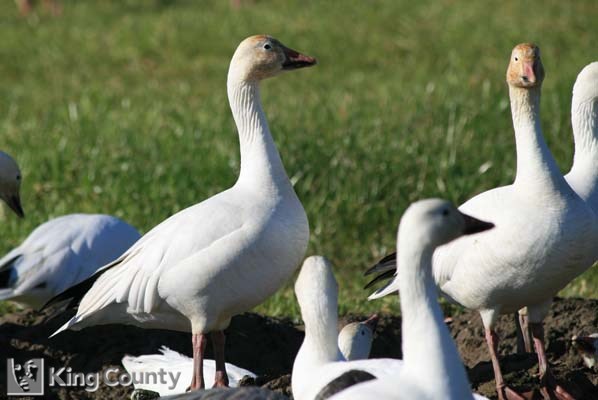 Photo of Snow Goose - Chen caerulescens