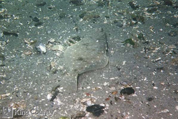Photo of Sole - Pleuronichthys coenosus