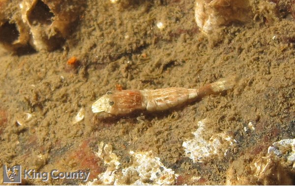 Photo of Mesocrangon munitella
