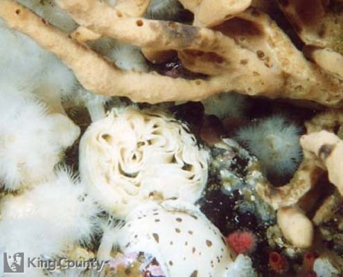 Photo of Leopard Dorid - Diaulula sandiegensis