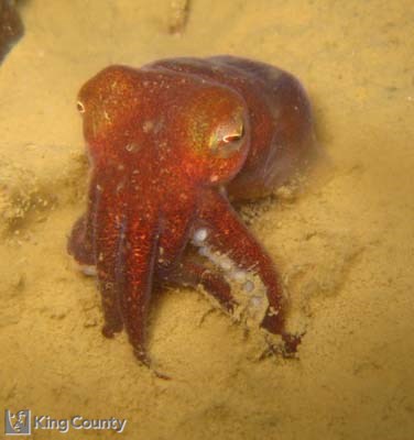 Photo of Stubby Squid - Rossia pacifica