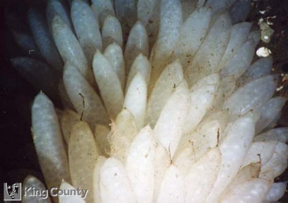 Photo of Opalescent Squid Eggs - Loligo opalescens