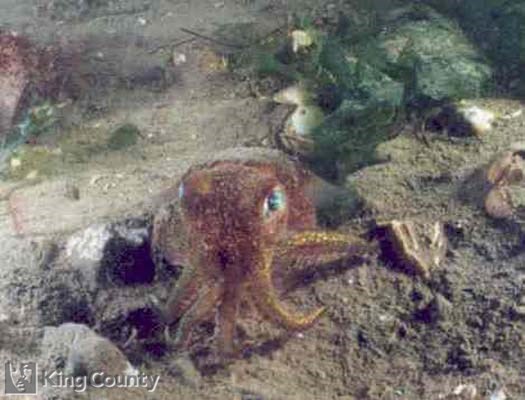 Photo of Stubby Squid - Rossia pacifica