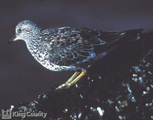 Photo of Surf Bird - Aphriza virgata