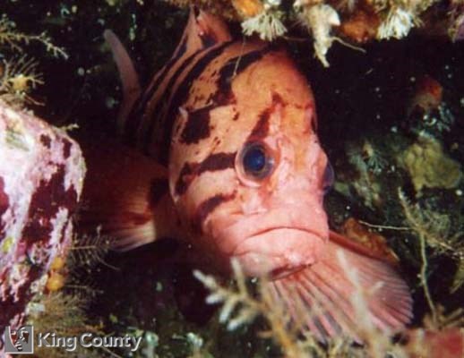 Photo of Tiger Rockfish - Sebastes nigrocinctus
