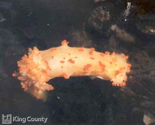 Photo of Sea Clown Nudibranch - Triopha modesta
