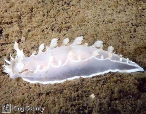 Photo of Nudibranch - Tritonia festiva
