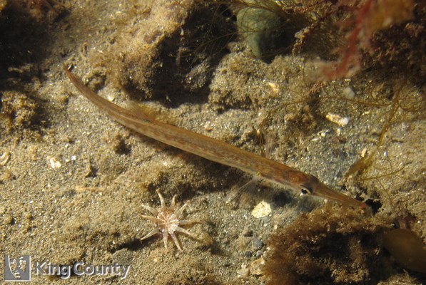 Photo of Aulorhynchus flavidus