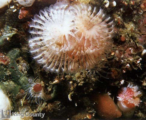 Photo of White Serpulid Worm - Serpula columbiana