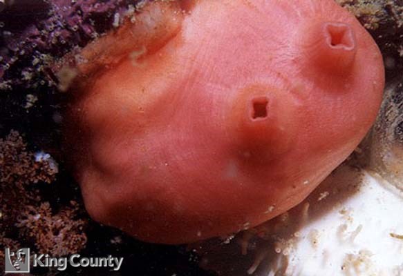 Photo of Tunicate - Cnemidocarpa finsmarkiensis