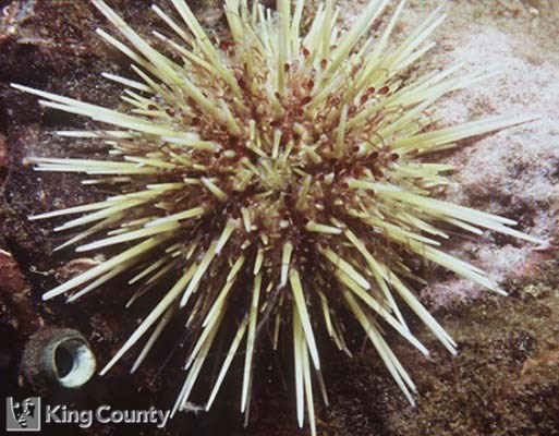 Photo of Green Urchin - Strongylocentrotus droebachiensis