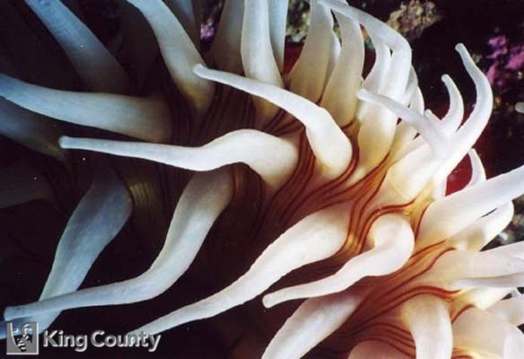 Photo of Fish Eating Anemone - Urticina piscivora