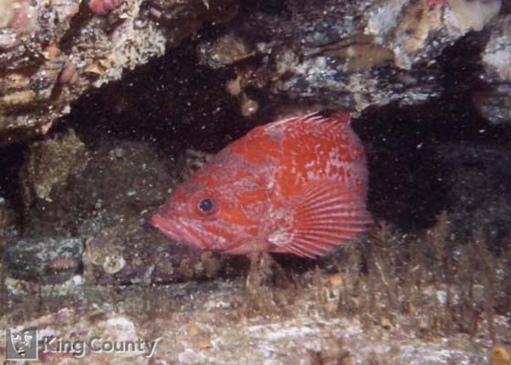 Photo of Vermillion Rockfish - Sebastes miniatus