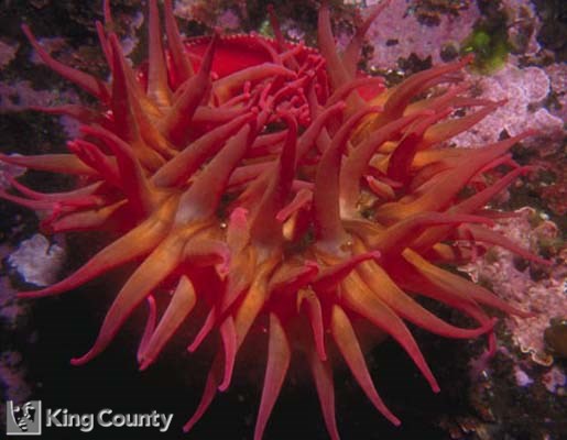 Photo of White Spotted Rose Anemone - Urticina lofotensis