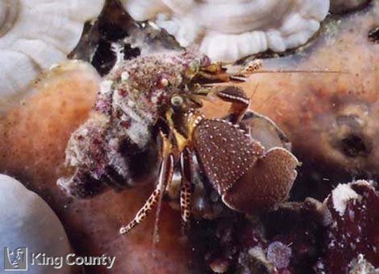Photo of Widehand Hermit Crab - Elassochirus tenuimanus