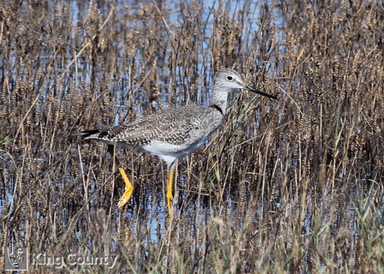 Photo of Tringa melanoleuca