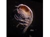 Photo of Amphipoda