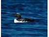 Photo of Common Murre - Uria aalge