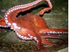 Photo of Giant Pacific Octopus - Enteroctopus dofleini