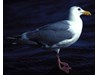 Photo of Glaucous Wing Gull  - Larus glaucescens