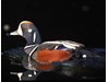 Photo of Harlequin Duck - Histrionicus histrionicus