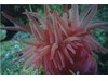 Photo of Crimson Anemone - Cribinopsis fernaldi