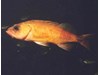 Photo of Puget Sound Rockfish - Sebastes emphaeus