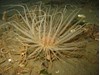 Photo of Tube-Dwelling Anemone - Pachycerianthus fimbriatus