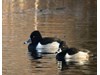 Photo of Ring Necked Duck - Aythya collaris