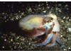 Photo of Stubby Squid - Rossia pacifica