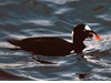 Photo of Surf Scoter - Melanitta perspicillata
