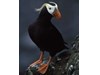 Photo of Tufted Puffin - Fratercula cirrhata