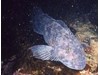 Photo of Lingcod - Ophiodon elongatus