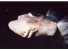 Photo of Ratfish - Hydrolagus colleri