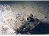 Photo of Great Sculpin - Myoxocephalus polyacanthocephalus