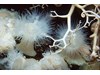 Photo of Anemone - Metridium senile