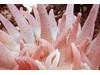 Photo of Crimson Anemone - Cribinopsis fernaldi
