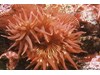 Photo of White-Spotted Rose Anemone - Epiactis prolifera