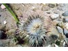 Photo of Aggregating Anemone - Anthopleura artemisia