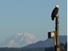 Photo of Bald Eagle - Haliaeetus leucocephalus