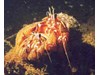 Photo of Hermit Crabs - Pagurus armatus