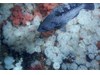 Photo of Black Rockfish - Sebastes melanops