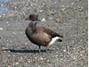 Photo of Brant - Branta bernicla