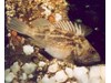 Photo of Brown Gravid Rockfish - Sebastes auriculatus