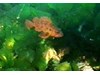 Photo of Brown Rockfish - Sebastes auriculatus
