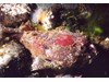 Photo of Buffalo Sculpin - Enophrys bison